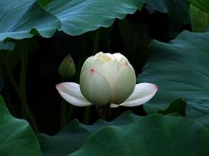 Show details for Obviously believe in lack of hope, but blindly optimistic Picture of Obviously believe in lack of hope, but blindly optimistic