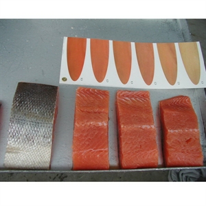 Picture of Chum portion