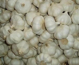 Image de Fresh Garlic
